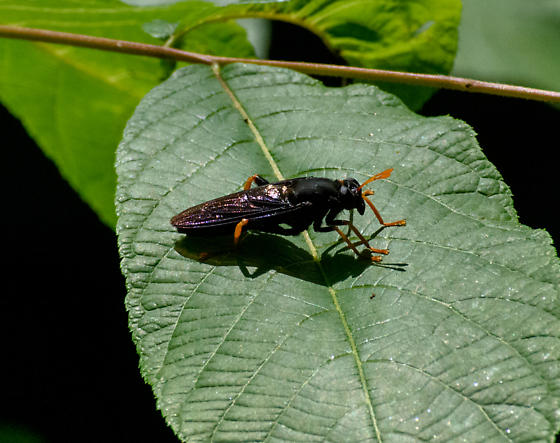 Mydas tibialis on a leaf.